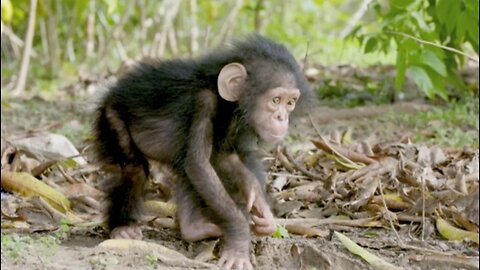 NASA Joins Jane Goodall to Conserve Chimpanzee Habitats