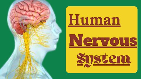 Human Nervous System Overview |how does it works |