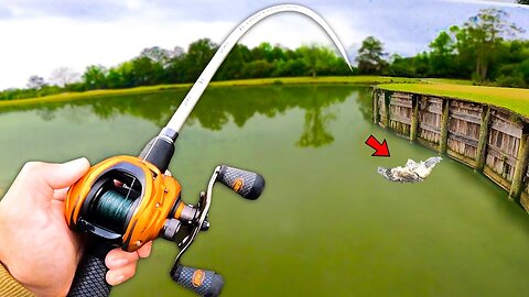 Fishing for GIANT Bass w/ Swimbaits in SMALL Ponds (Bed Fishing)