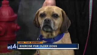 Ask the Expert: Exercise for older pets