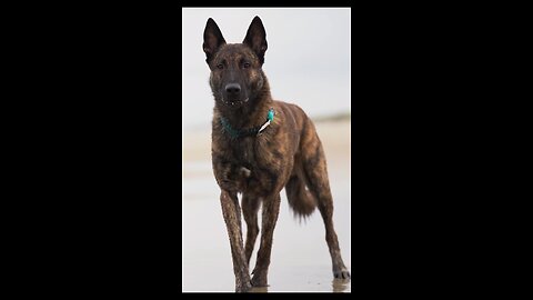 Dutch shepherd 😅 he loves it though