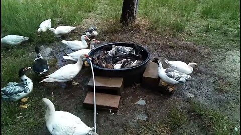 They love their water, Muscovy and Muscovy crosses 11th March 2022