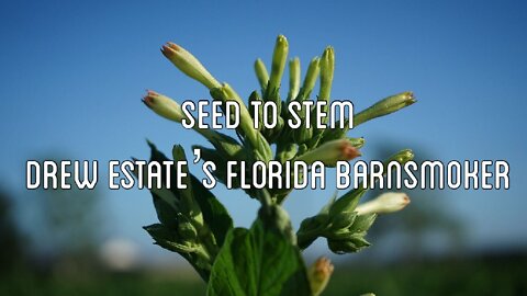 Seed to Stem | Drew Estate's Florida Barn Smoker