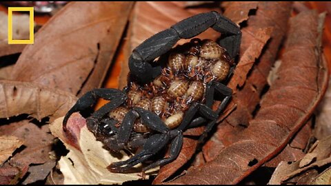 National Geographic Wild - Deadly Scorpions - Documentary HD 2017