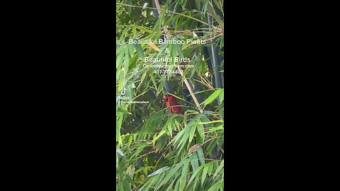 Look At This Cardinal Bird in our Beautiful Bamboo Plants 407-777-4807 Ocoee Bamboo Farm