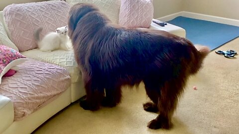 Huge Newfoundland Meets Tiny Ragdoll Kitten