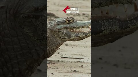 O GAMBÁ NÃO VIU O JACARÉ ATRÁS DELE - VIDA ANIMAL