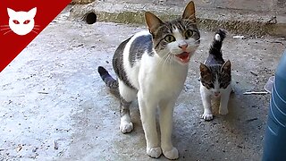 Stray Mother Cat and Kitten - Feeding