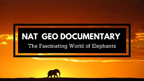 The Fascination of Elephants - Discover the World of These Magnificent Beasts