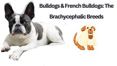 Bulldogs & French Bulldogs: The Brachycephalic Breeds