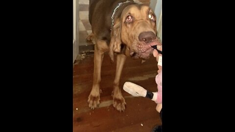 Bloodhound pulls foot off of mouse