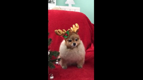 Pomeranian models her adorable holiday outfit