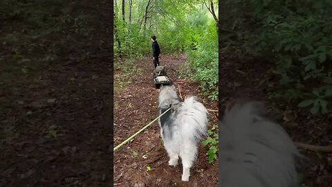Easier way to haul gear through the woods