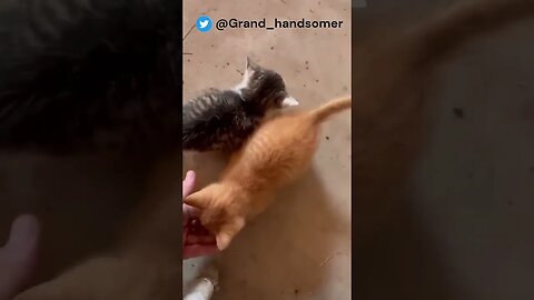 Farm Kitten Bites Owner's Hand While Getting Treats [WATCH TILL THE END] #funnykittens #funnycats