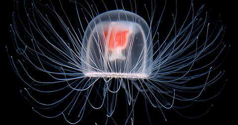 The IMMORTAL JELLYFISH can live FOREVER - 5 FUN FACTS