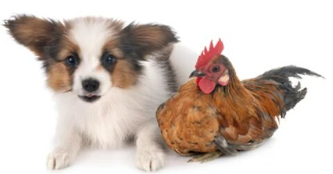 Funny !! Chicken vs Dog !! This is hilarious afffffff !!!!!
