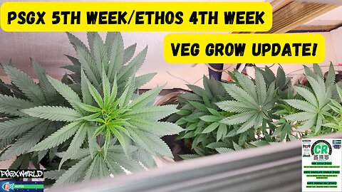 Pink Satan/White Choc Charlie 5th Week Veg | White Wedding 4th Week Veg Medical Cannabis Update!