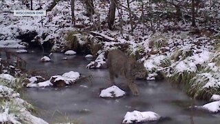 Bobcats spotted in Lincoln County