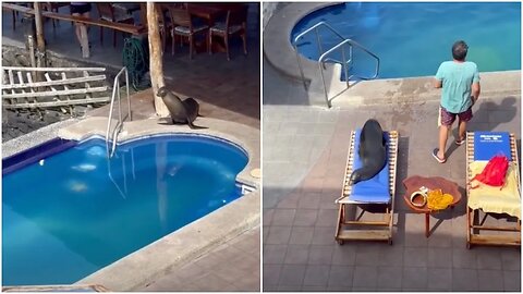 Sea Lion Steals Pool Chair