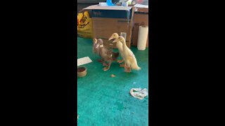 Duckling time