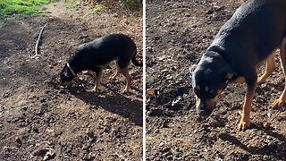 Adorable Pup Loves Burying Her Treats