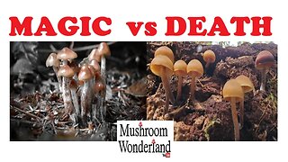 Surprising Fungal Finds! Mushrooming in Late November