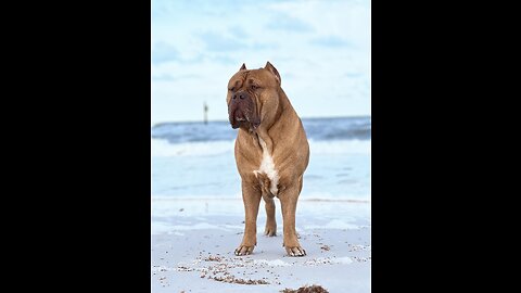 GIANT Pit Bull playing in the surf!! 🦁☀️🌊