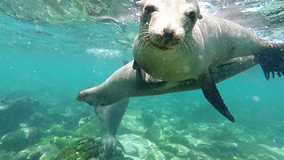 Happy sea lions surround & play with beach swimmers