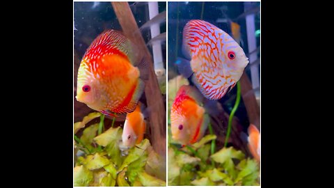 Beautiful Ornamental Discus Fish in aquarium