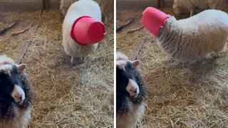 Sheep gets food bucket stuck on her head