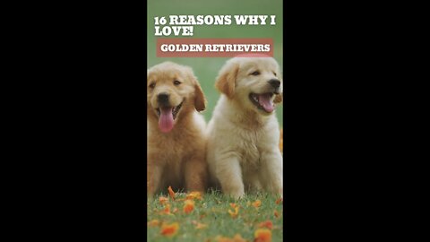2023 16 Reasons Why I LOVE Golden Retrievers