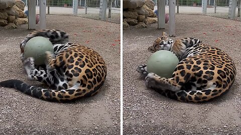 Purring Jaguar Plays With Toy Ball