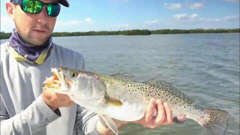 Big Speckled Trout and Snook on Greenbacks at Tampa Oyster Beds