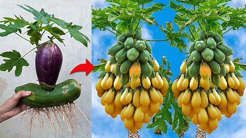 Let's See How i Grafting Eggplant With Papaya Get Great Fruit | Grafting Eggplant With Papaya