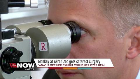 Surgeons in NE Ohio perform eye surgery on tiny monkey for the first time