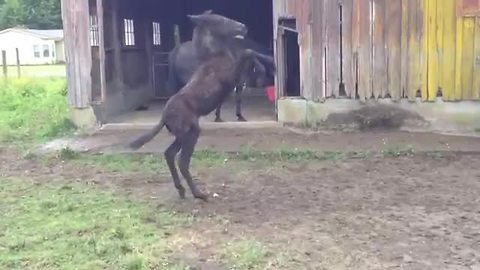 Overly-Excited Dancing Mule Slips On Wet Mud And Falls Down