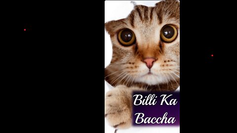 Billi Ka Baccha | Chaleya