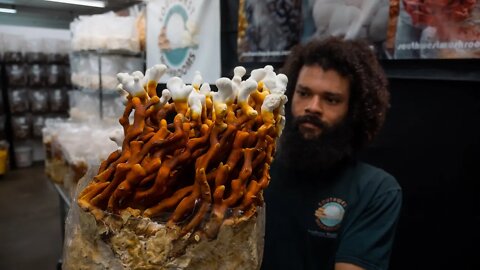 Gourmet Mushroom Harvest Lion's Mane, Turkey Tail, Chestnut, & Reishi | Southwest Mushrooms