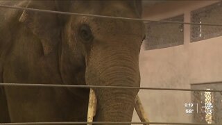 Denver Zoo stretches trunks and more with 'Elephant Yoga' program