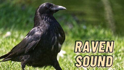 Sound Of A Raven Bird Video By Kingdom Of Awais