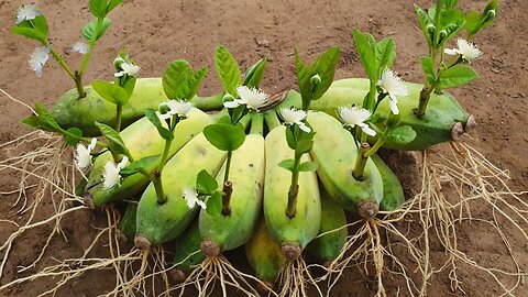 How To Grafting Guava Tree With Banana Fruit To Grow Fast Quickl 🍌 #FruitGrafting #asmr