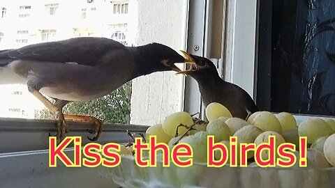 Funny birds eating grapes!