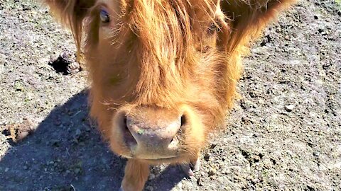 Highland cow moos with excitement for her treats at the sanctuary