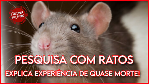 Pesquisas com ratos explicam teoria de quase mortes!