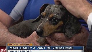 Rescues in Action: Meet Bailey