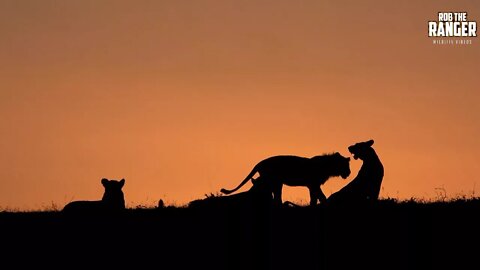 Mara Lions At Sunset (Introduced By GodopeTZ) | Stunning Wildlife | Zebra Plains