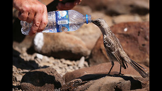 Thirsty mockingbird follows man to beg for drink of water