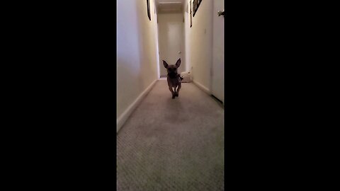 My Dog Fetching In Slow Motion!
