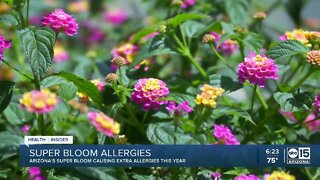 Health Insider: Super Bloom making allergies worse this year