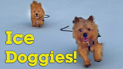 Doggies on an ice rink!